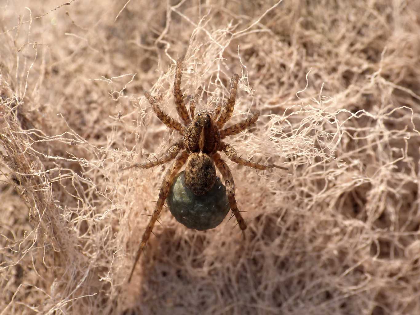 Pardosa di piccole dimensioni sul fiume - S. Teresa G. (OT)